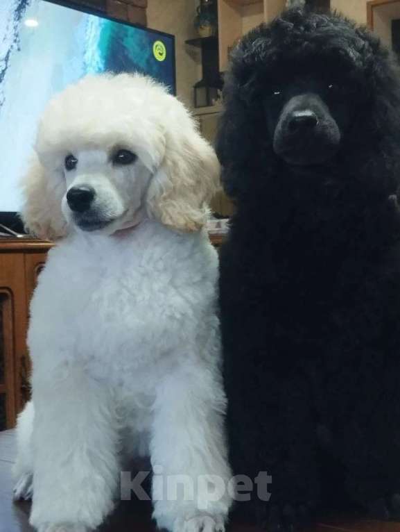 Собаки в Санкт-Петербурге: Щенки малого пуделя Мальчик, 80 000 руб. - фото 1