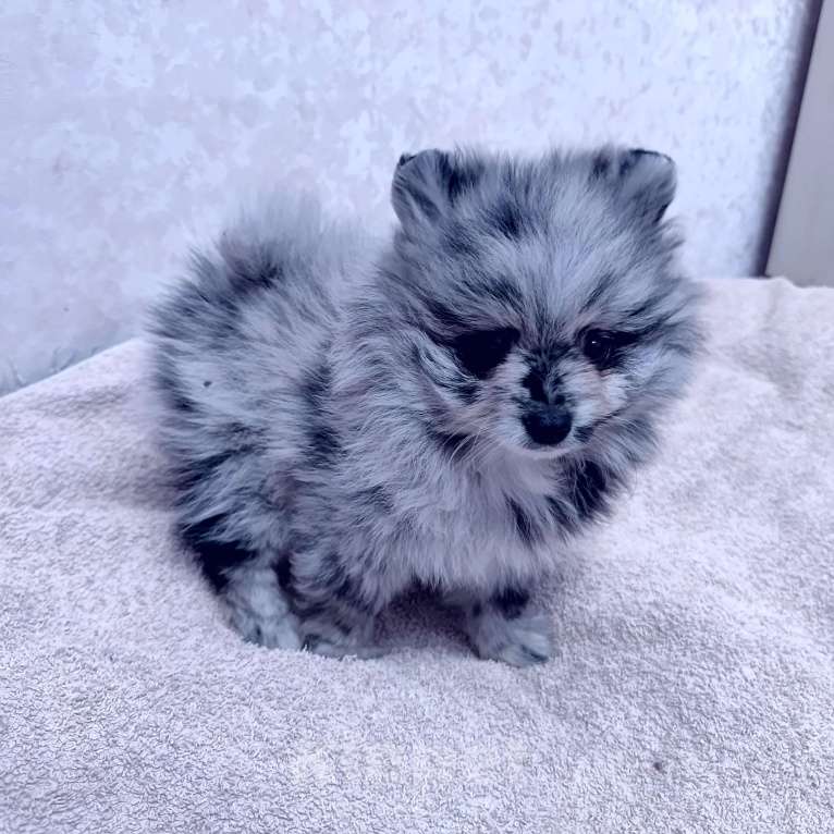 Собаки в других городах Тульской области: Щенки шпица померанского Мерле Разнополые, 30 000 руб. - фото 10