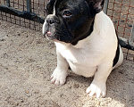 Собаки в Воронеже: Французский бульдог Мальчик, Бесплатно - фото 2