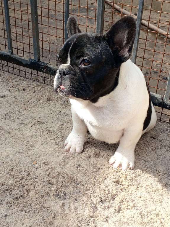 Собаки в Воронеже: Французский бульдог Мальчик, Бесплатно - фото 2