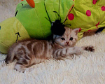 Кошки в Дорогобуже: Яркие мраморные шотландские котята, 13 000 руб. - фото 3