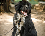 Собаки в Новосибирске: Бонифаций ждет хозяина Мальчик, 1 руб. - фото 5