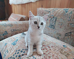 Кошки в Москве: Продаются котята , 12 000 руб. - фото 7
