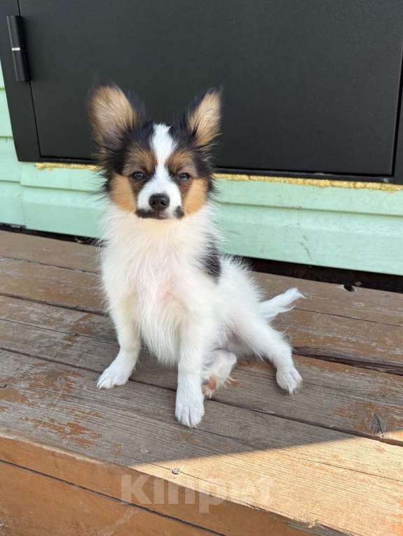 Собаки в Санкт-Петербурге: щенки папийона мальчик Мальчик, 45 000 руб. - фото 4