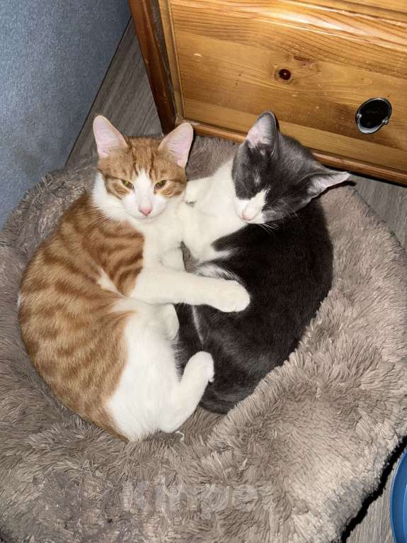 Кошки в Москве: Кошечка Дымка в добрые руки Девочка, Бесплатно - фото 3