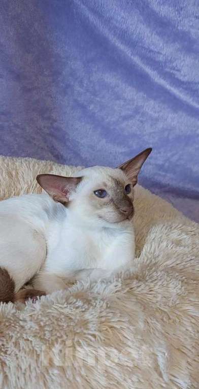 Кошки в Апрелевке: Ориентальная красотка Девочка, 50 000 руб. - фото 3