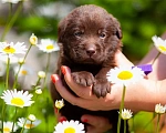Собаки в Челябинске: Шоколадный кобель лабрадора -ретривера 1 месяц Мальчик, 40 000 руб. - фото 3