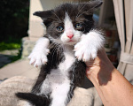 Кошки в Екатеринбурге: Котёнок (мальчик) в добрые руки Мальчик, Бесплатно - фото 1
