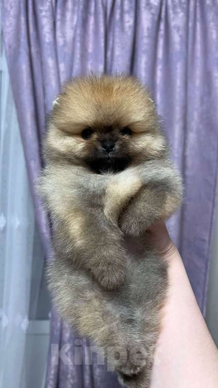 Собаки в Москве: Померанские малыши  Мальчик, 60 000 руб. - фото 2