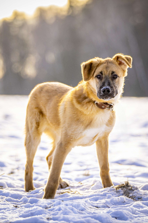 Собаки в Клине: Реджи — шаловливый пёсик Мальчик, Бесплатно - фото 8