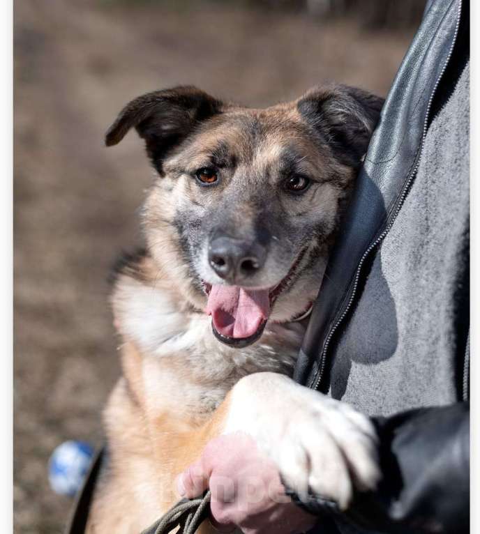 Собаки в Балашихе: мальчишка сидит в приюте и мечтает о доме Мальчик, Бесплатно - фото 4