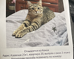 Кошки в Москве: АЗОВСКАЯ 25к1 упала с 3 этажа найти не можем , очень просим помочь найти , это наша семья . Девочка, 5 000 руб. - фото 1