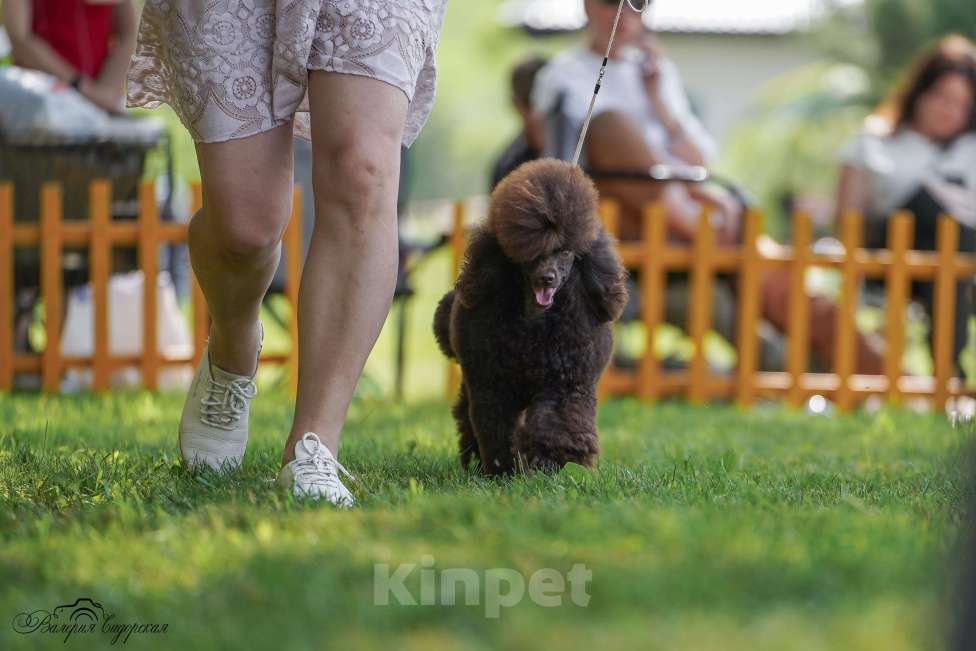 Собаки в Воронеже: Вязка с  коричневым миниатюрным (29см) пуделем Мальчик, 20 000 руб. - фото 8