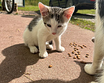 Кошки в других городах Московской области: Котята в добрые руки! Разнополые, Бесплатно - фото 2
