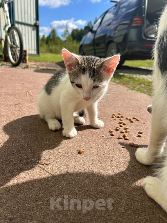 Кошки в других городах Московской области: Котята в добрые руки! Разнополые, Бесплатно - фото 2