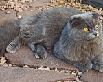 Кошки в Саратове: кошка хайленд фолд в добрые руки Девочка, Бесплатно - фото 1