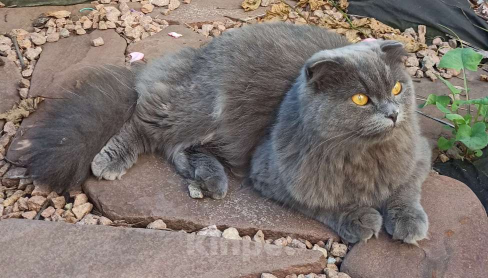 Кошки в Саратове: кошка хайленд фолд в добрые руки Девочка, Бесплатно - фото 1