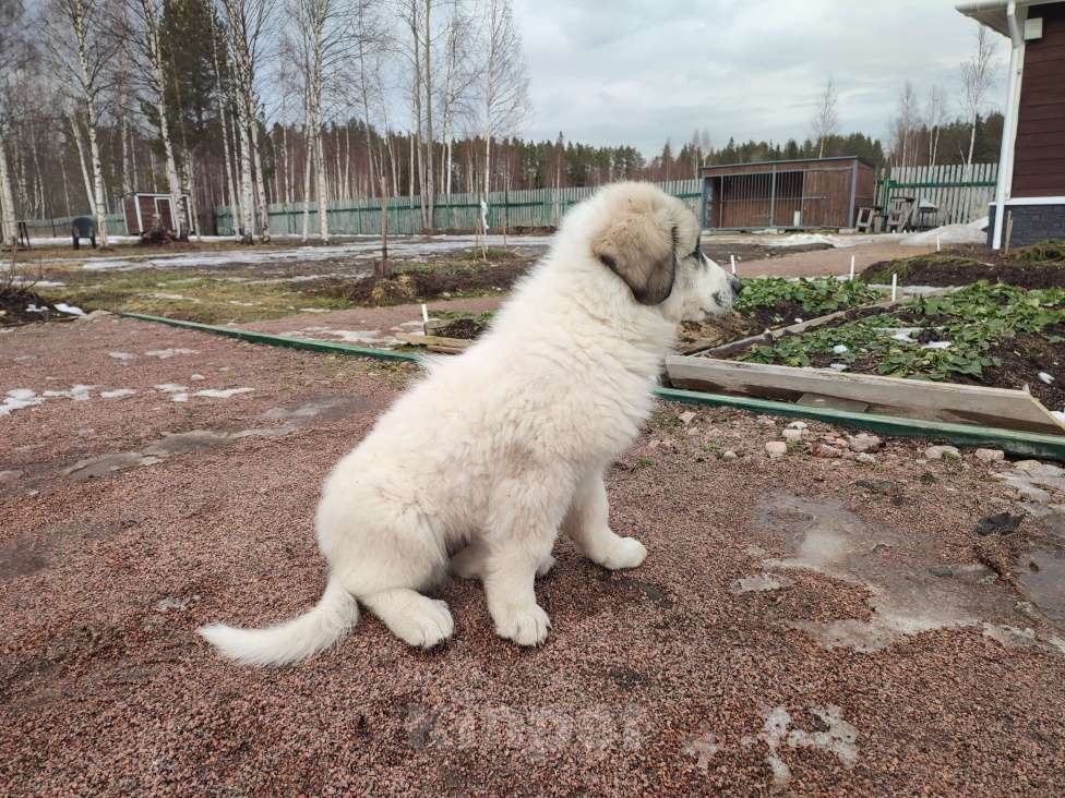 Собаки в других городах Ленинградской области: Пиренейская горная собака плановые щенки Мальчик, 70 000 руб. - фото 3