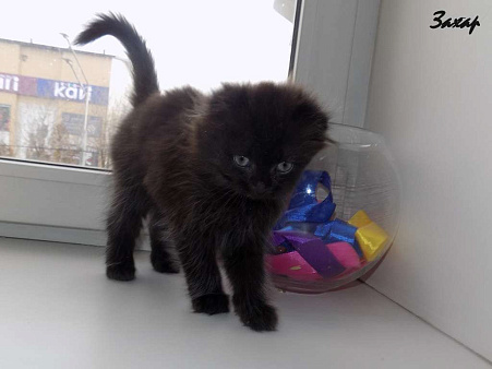 Шотландский длинношерстный вислоухий котенок, мальчик