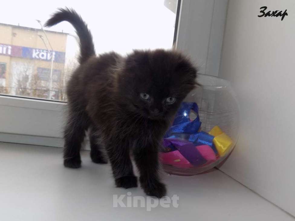 Кошки в Москве: Шотландский длинношерстный вислоухий котенок, мальчик Мальчик, 20 000 руб. - фото 1