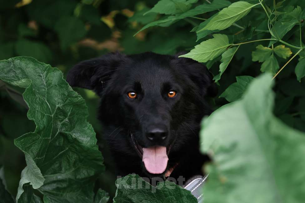 Собаки в Москве: Малыш Майли замерзает в приюте Мальчик, Бесплатно - фото 6