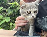 Кошки в Минеральном Воде: Котенок в добрые руки Девочка, Бесплатно - фото 1