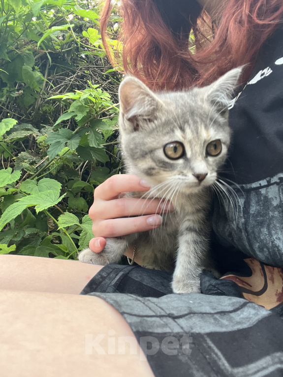 Кошки в Минеральном Воде: Котенок в добрые руки Девочка, Бесплатно - фото 1
