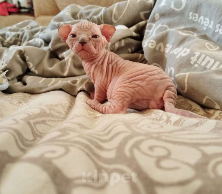 Кошки в Кировске (Мурманская область): Канадский сфинкс котята Мальчик, 50 000 руб. - фото 3
