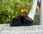 Кошки в Санкт-Петербурге: кот ищет дом Мальчик, Бесплатно - фото 1