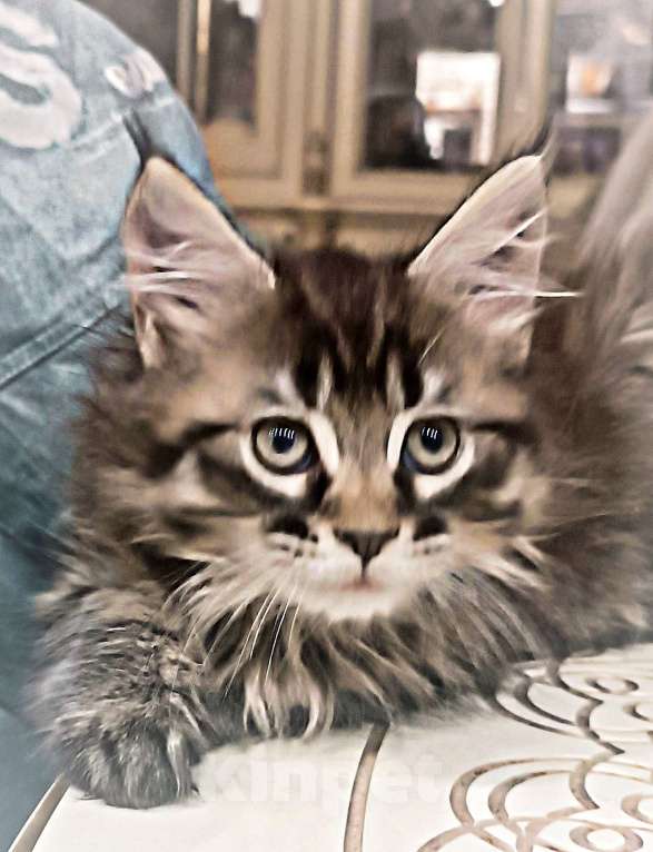Кошки в Шатуре: Мей-кун котенок Девочка, 10 000 руб. - фото 3