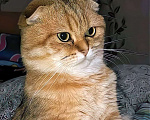 Кошки в Щелково: Пропал котик Крош Мальчик, 5 000 руб. - фото 1