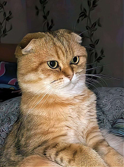 Объявление: Пропал котик Крош, 5 000 руб., Щелково