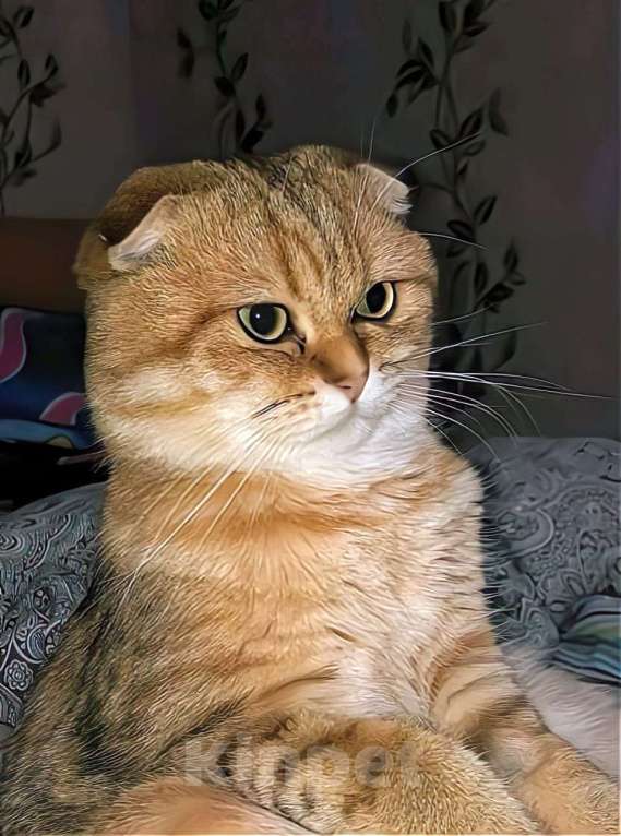 Кошки в Щелково: Пропал котик Крош Мальчик, 5 000 руб. - фото 1