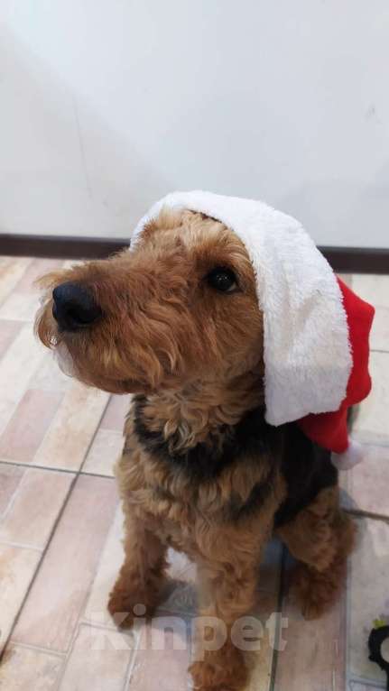 Собаки в Москве: Собака Руна - вельштерьер в добрые руки! Девочка, Бесплатно - фото 2