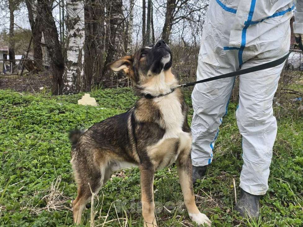 Собаки в других городах Ленинградской области: Самые ласковые щенки-целовашки ищут дом Мальчик, Бесплатно - фото 9