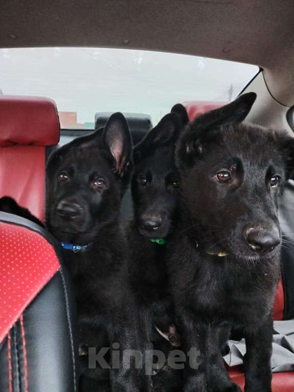 Собаки в Омске: Чёрный щенок немецкой овчарки  Мальчик, 25 000 руб. - фото 4