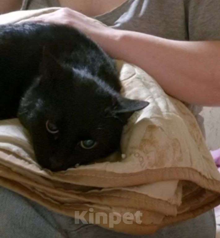 Кошки в других городах Калужской области: Пугливый котик Ферми Мальчик, Бесплатно - фото 4