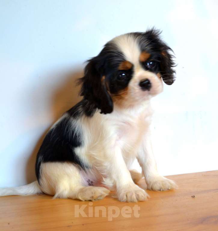 Собаки в Москве: Щенки Кавалер-Кинг-Чарльз Спаниель с документами и прививками Девочка, 55 000 руб. - фото 5