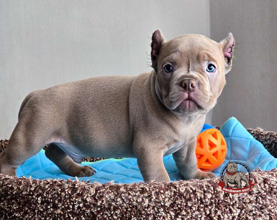 Собаки в Москве: Малыш Американский булли Мальчик, 130 000 руб. - фото 3