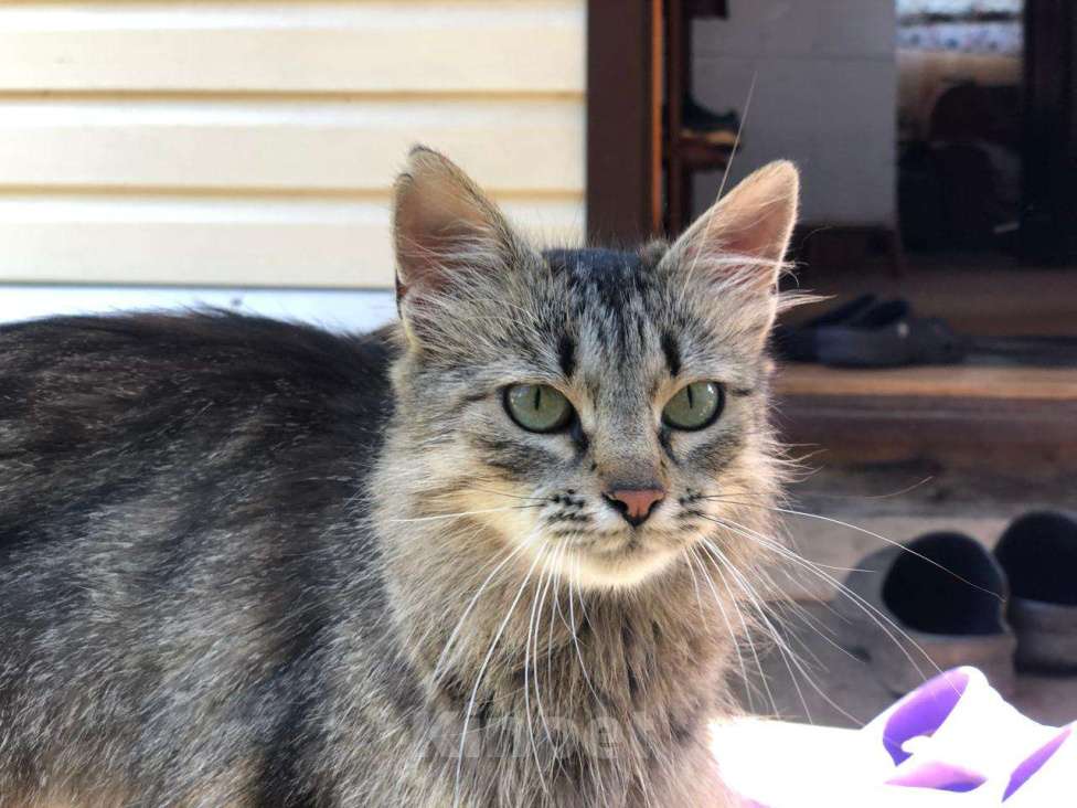 Кошки в Можайске: Фрося Фросюшка Фросинья … есть такая кошка на свете, ищет своих маму с папой, ждет их каждый день…  Девочка, Бесплатно - фото 4