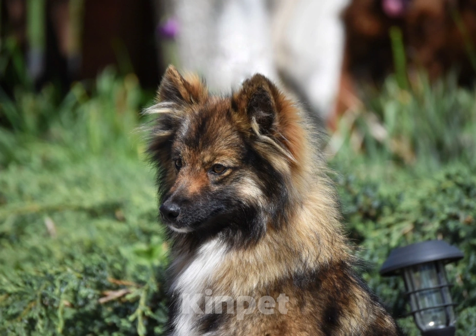 Собаки в Москве: Ненецкая оленегонная лайка. Сука Урания. Девочка, 70 000 руб. - фото 3