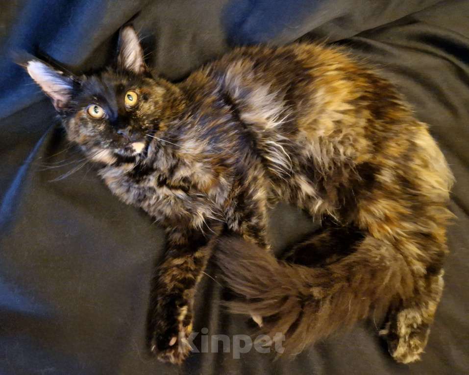 Кошки в Москве: Пресненские котята породы мейн-кун. Амелия Девочка, 30 000 руб. - фото 1