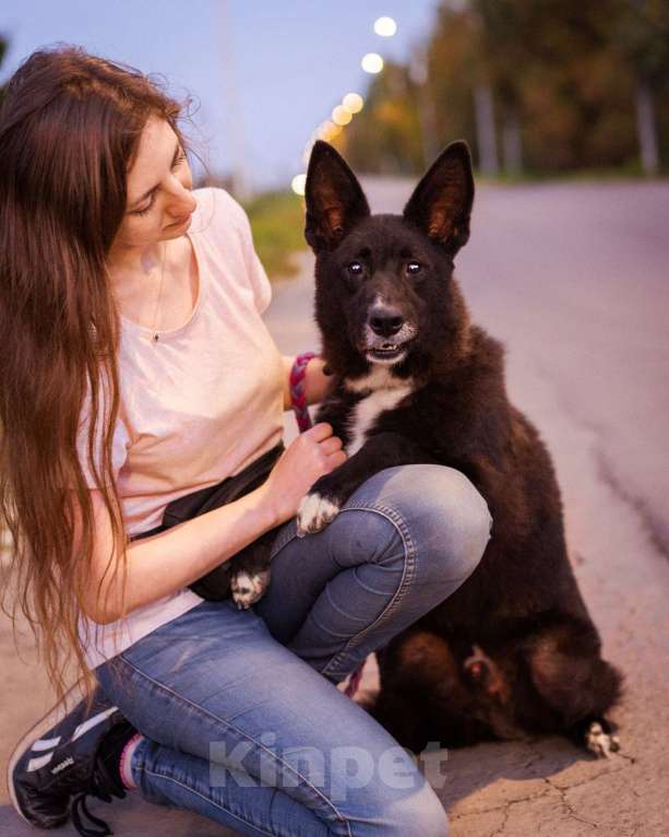 Собаки в Москве: Пуфик в поисках дома! Мальчик, Бесплатно - фото 8