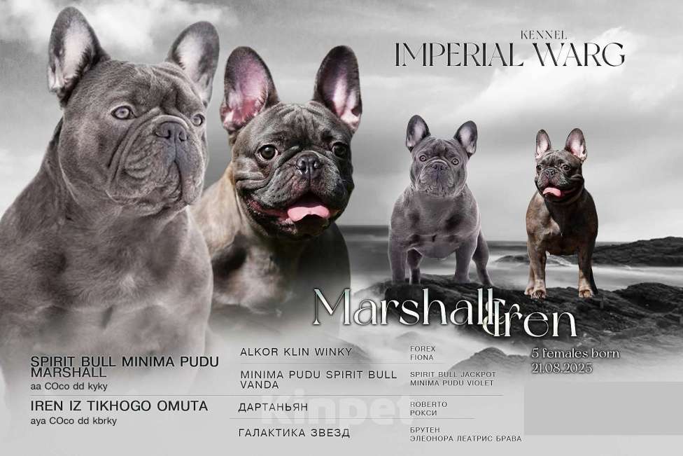 Собаки в Санкт-Петербурге: Французский бульдог щенок голубо тигровый Девочка, 150 000 руб. - фото 5