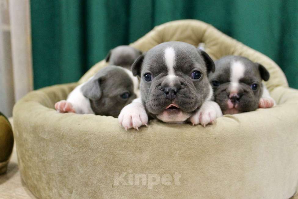 Собаки в Москве: Французские бульдоги Девочка, 100 000 руб. - фото 4