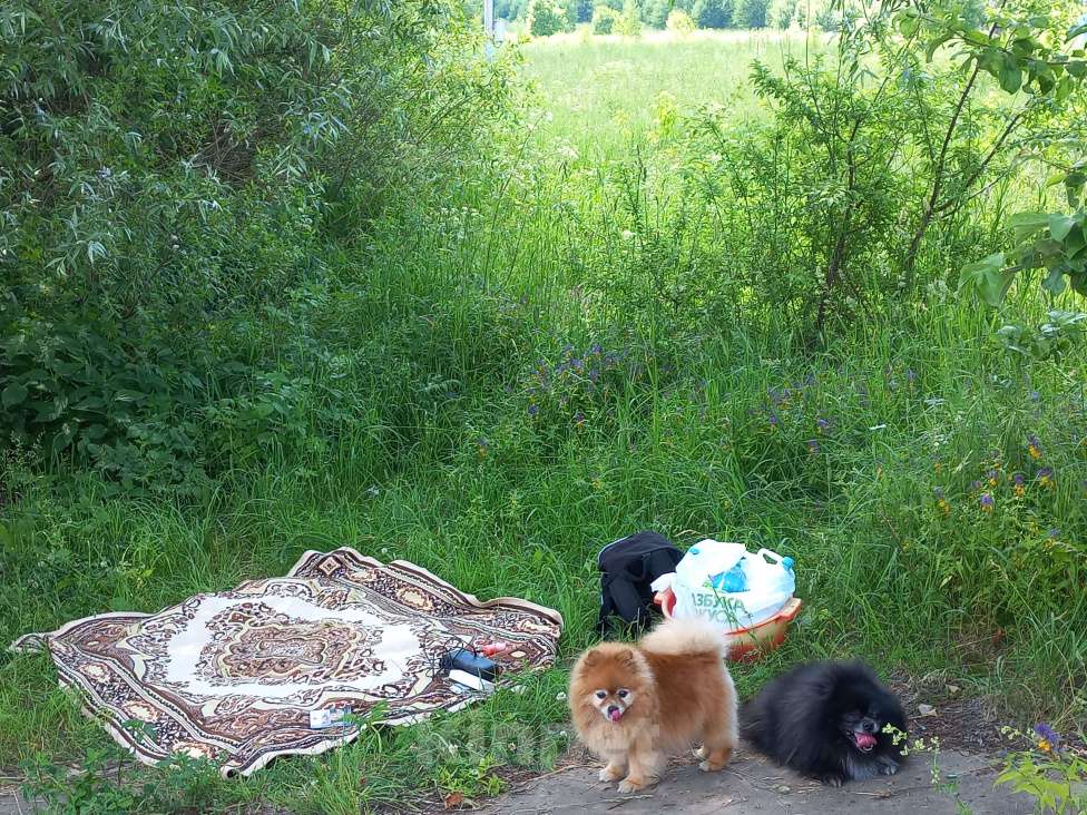 Собаки в Москве: Нора Девочка, Бесплатно - фото 5