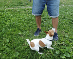 Собаки в Санкт-Петербурге: Найдена собака  Девочка, Бесплатно - фото 1