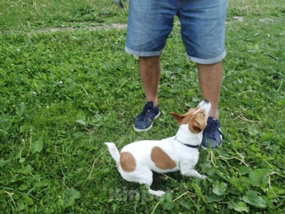 Собаки в Санкт-Петербурге: Найдена собака  Девочка, Бесплатно - фото 1