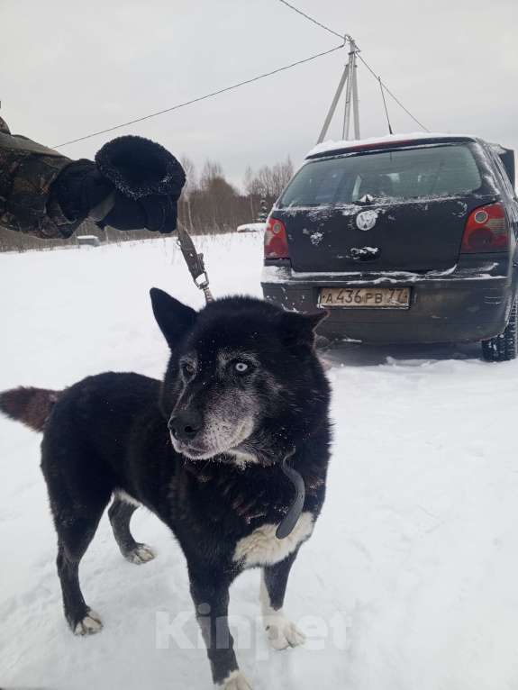 Собаки в других городах Ярославской области: Найден кобель Мальчик, Бесплатно - фото 3