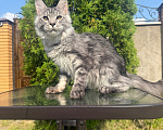 Кошки в Чехове: Мейн-кун котенок Мальчик, 50 000 руб. - фото 3